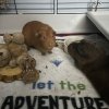 2 sweethearts guinea pig who need a home