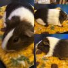 6 Cute Guinea Pigs