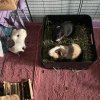 Needed to rehome 3 male Guinea pigs!