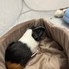 Mommy Guinea pig with two baby females