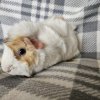 Harry - Unspayed female, 1 year old