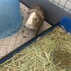 Adorable Guinea Pig Brothers ??