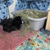 2 Long-haired Male brother Guinea Pigs