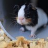 Lots of Guinea Pigs for Adoption