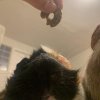 2 Male Guinea Pigs Bonded (1 year)