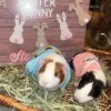 Two Bonded Female Guinea Pigs