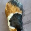 Male guinea pig about 3/4 years old