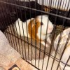 Rehoming 2 bonded male guinea pigs 9 mo.+2 yr