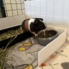 3 bonded females with accessories included