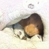 2 sweethearts guinea pig who need a home