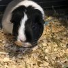 2 Guinea Pig sisters for adoption