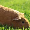 Bailey - 4 year old female needs a new sister
