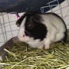 Single male guinea pig for adoption