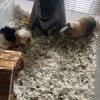 Meet Slick and Gizmo!!!