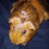 Rehoming three female Guinea Pigs.