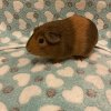 Female Guinea pigs