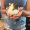 Adorable and sweet 2 month old guinea pig (bo