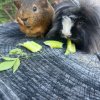 Two sweet and cute male bonded Guinea Pigs