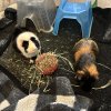 I am looking for a loving home for my pigs!