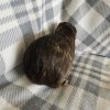 Scabbers, 4 year old male