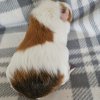 Minnie, 2 year old female
