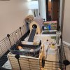 Two 8 Month Old Guinea Pigs Need Loving Home