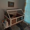 Guinea pig rehome