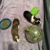 2 guinea pigs with cage and equipment
