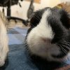 2 guinea pigs (sisters)