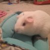 1 yr old Female guinea pig needing a home