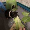 2 Male guinea Pigs - 4yrs - comes w/ supplies