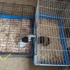 Rehoming 2 Bonded Males w/supplies