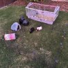 Two Female Bonded Guinea Pigs, 3 Years Old