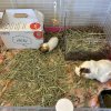 3 Female looking for new home