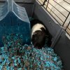 Rehoming 2 adorable male guinea pigs