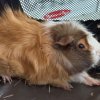 3 Happy Male Guineas