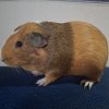 Fizz (DOB 9/13/2024)