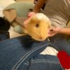 Bonded pair of male guinea pigs about 1 year