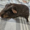 Scabbers - Neutered male, 4 years old