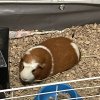 Bonded Pair! Two (2) Male Guinea Pigs