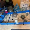 Circuit - One Male Piggie