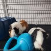 Gizmo and Penny (2 loving female guineas)
