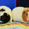 Second Chance Cavy Rescue and Sancturary