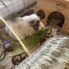 6 Male Guinea Pigs