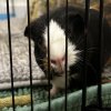 Adorable pair of guinea pigs - okc