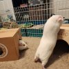 1.5 yr Old Albino Male Bonded Pair