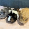 Los Angeles Female Guinea Pigs w/supplies
