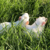 Two Bonded Females - Crested Americans