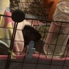 2 Male Guinea Pigs Bonded (1 year)