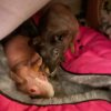 Females Two skinny pigs and one Abyssinian